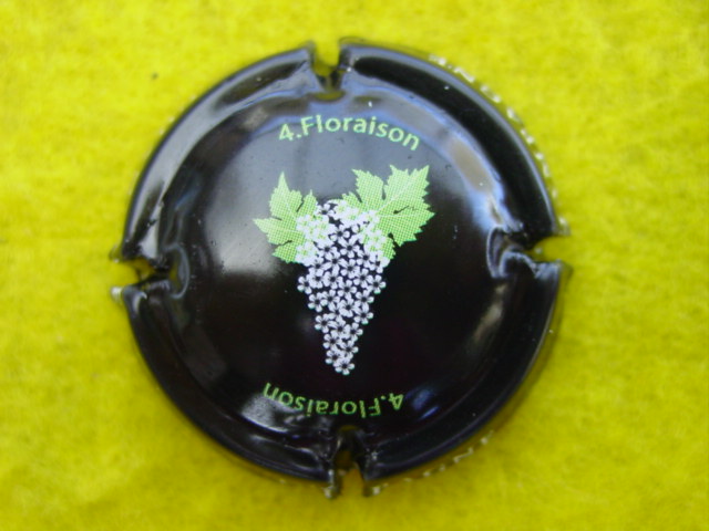 Photo de la capsule
