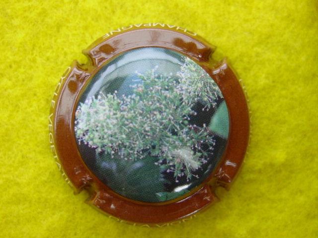 Photo de la capsule